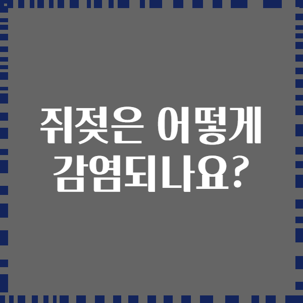 쥐젖은 어떻게 감염되나요?